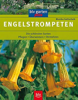 Engelstrompeten