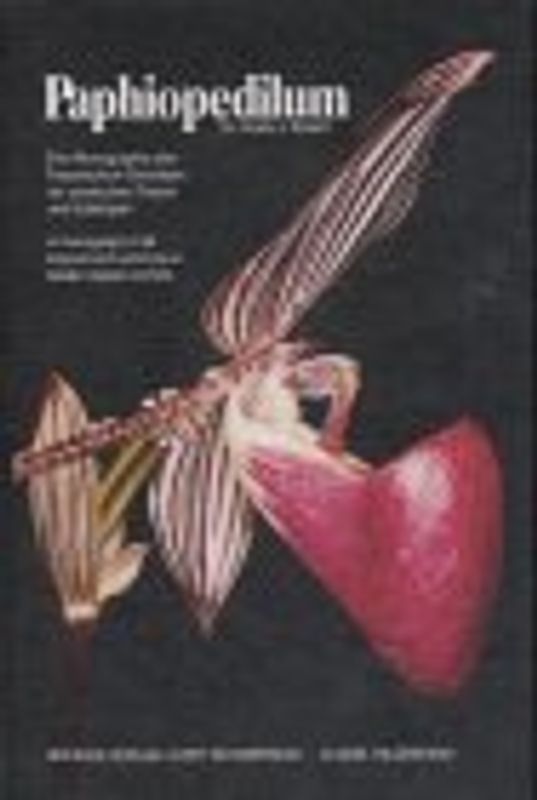 Paphiopedilum