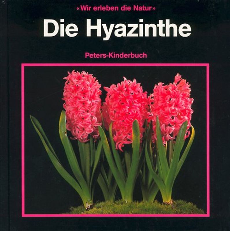 Die Hyazinthe