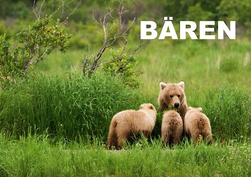 Bären (Posterbuch DIN A4 quer)