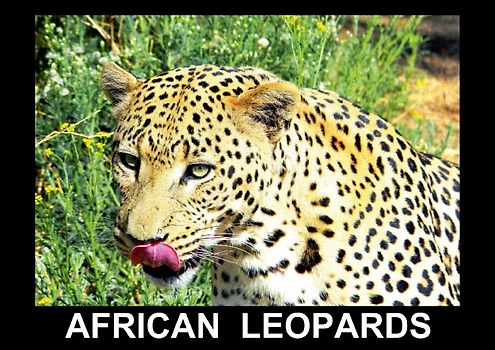 African Leopards (Poster Book DIN A3 Landscape)