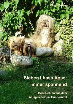 Sieben Lhasa Apso: immer spannend
