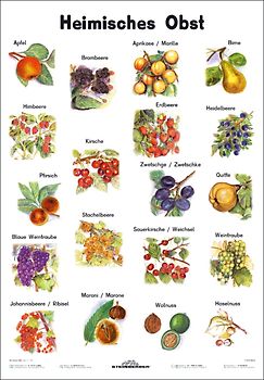 Heimisches Obst. Lernposter