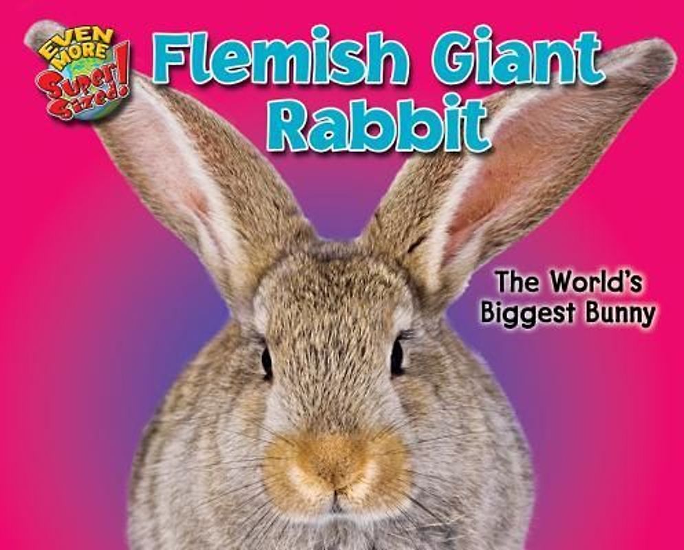 Flemish Giant Rabbit