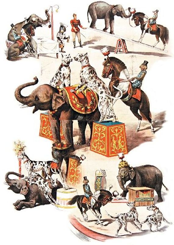 Carnet Blanc Animaux Dressés, Cirque