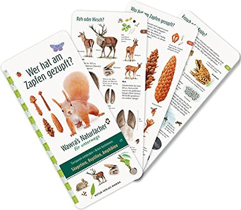 Wer hat am Zapfen gezupft? – Wawra's Naturfächer für unterwegs: Wendefächer mit 2x 21 Seiten spannendem Naturwissen