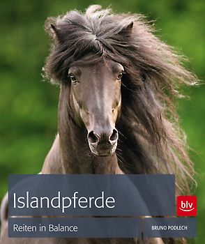 Islandpferde