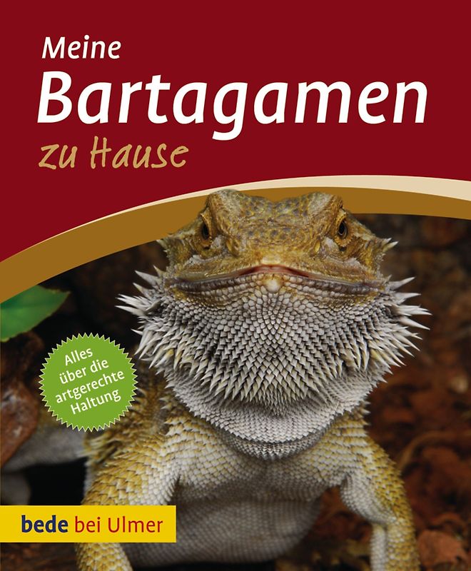 Meine Bartagamen zu Hause