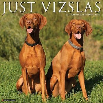 Vizslas 2026 12 X 12 Wall Calendar