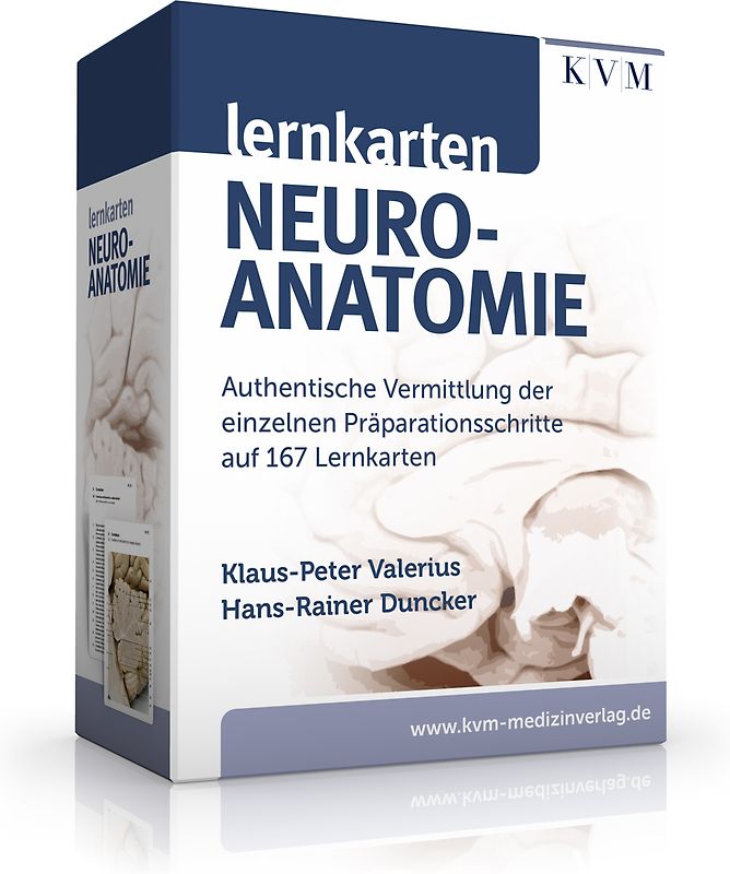 Lernkarten Neuroanatomie