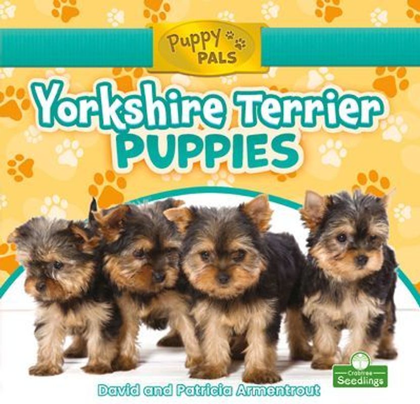 Yorkshire Terrier Puppies