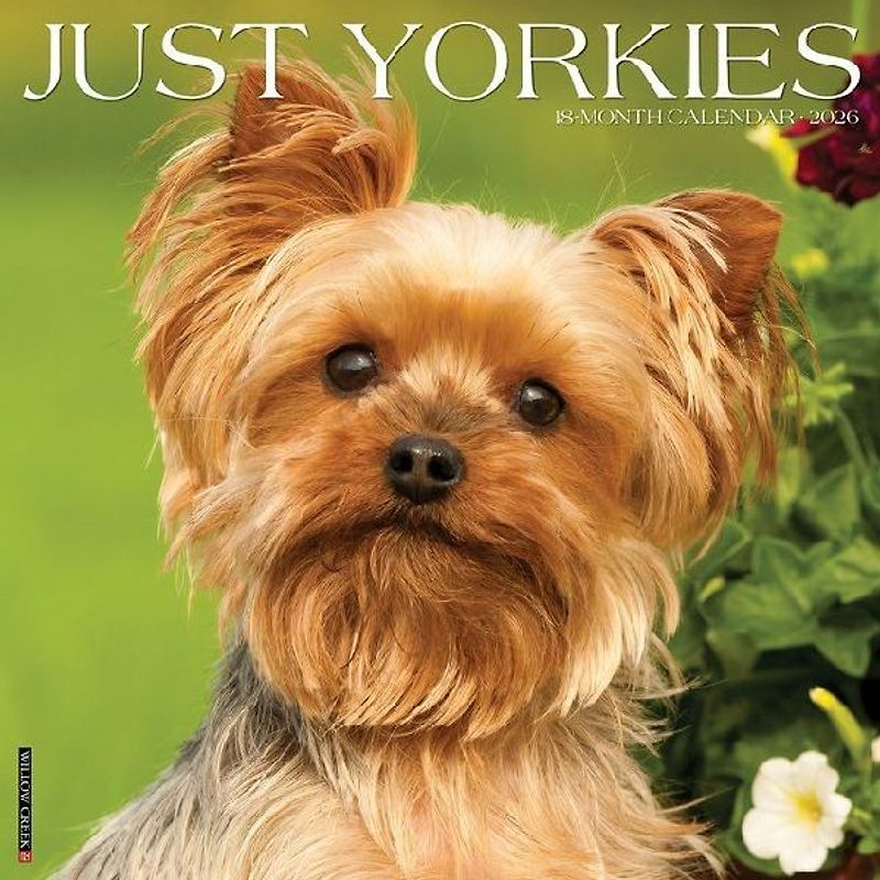 Yorkies 2026 12 X 12 Wall Calendar