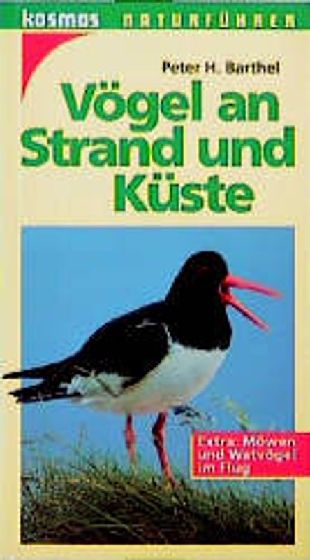 Vögel an Strand und Küste. Extra: Möwen und Wattvögel im Flug