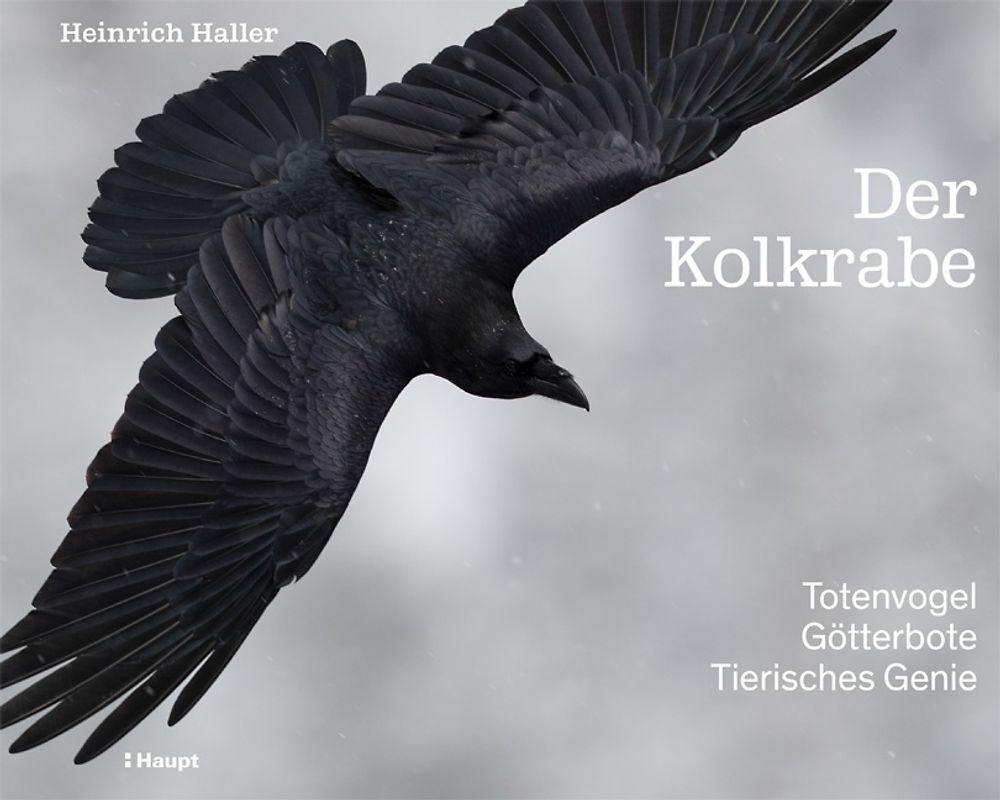 Der Kolkrabe – Totenvogel, Götterbote, tierisches Genie
