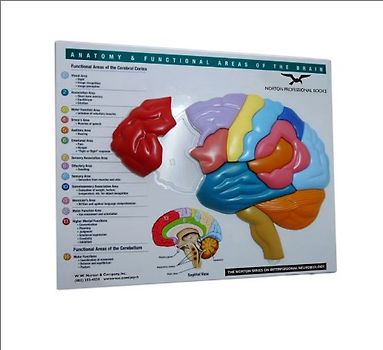Brain Model & Puzzle: Anatomy & Functional Areas of the Brain