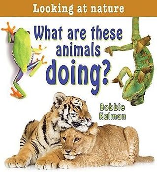 What Are These Animals Doing?