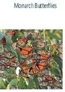 Monarch Butterflies