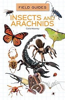 Insects and Arachnids