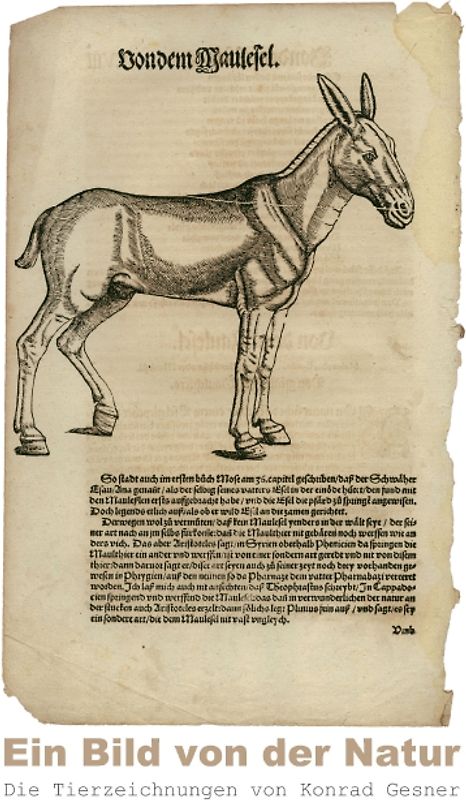 Ein Bild von der Natur – Die Tierzeichnungen von Konrad Gesner (Posterbuch DIN A4 hoch)