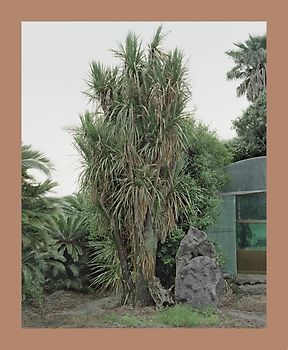 Oksun Kim. Jeju Island