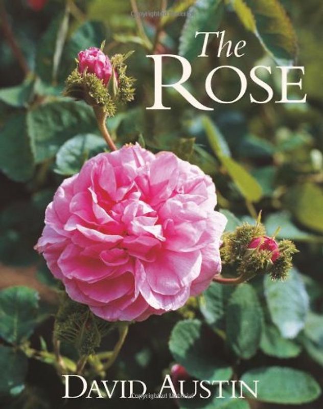 The Rose: For Your Garden