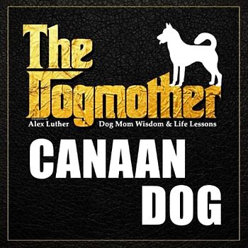 The Dogmother: Canaan Dog: (Dog Mom Wisdom & Life Lessons)