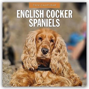 English Cocker Spaniels 2026 Square Wall Calendar