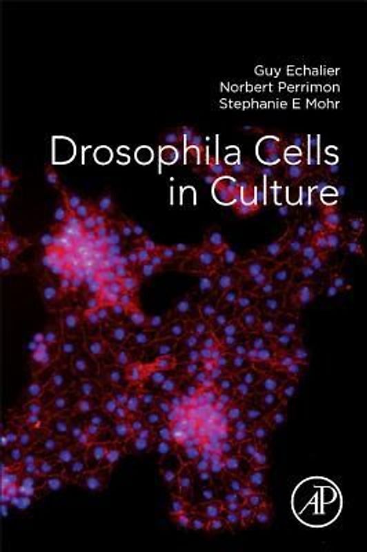 Drosophila Cells in Culture