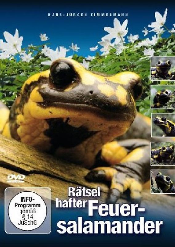 Rätselhafter Feuersalamander DVD