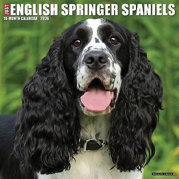 English Springer Spaniels 2026 12 X 12 Wall Calendar
