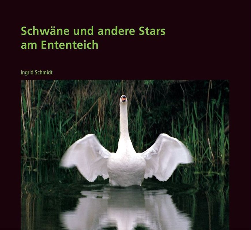 Schwäne und andere Stars am Ententeich