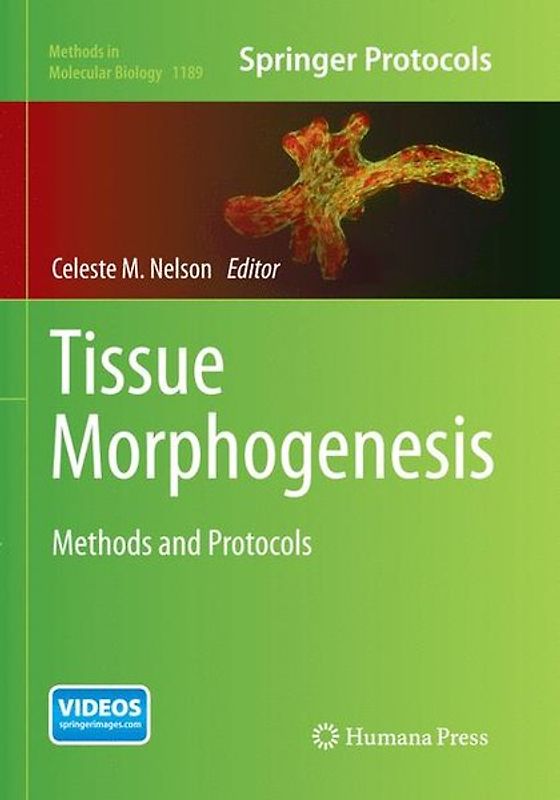 Tissue Morphogenesis