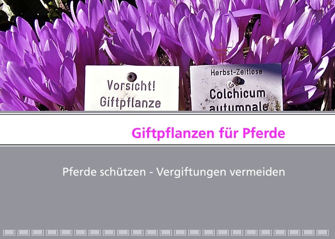 Giftpflanzen für Pferde