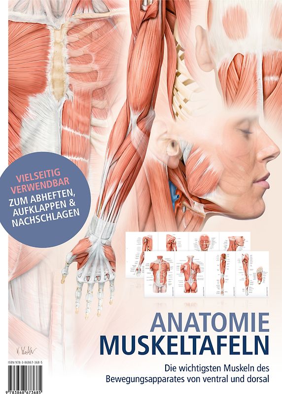 Anatomie-Muskeltafeln