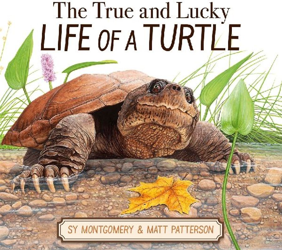 The True and Lucky Life of a Turtle