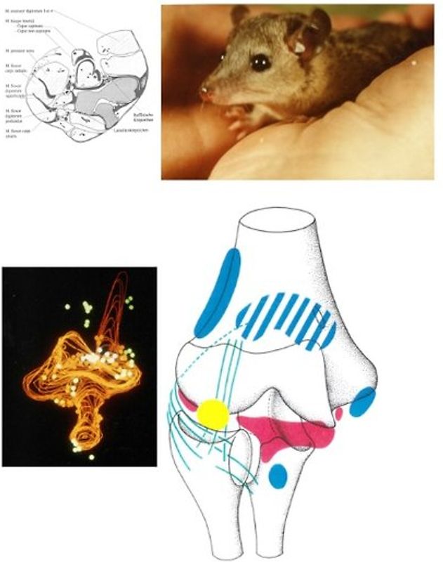 Verteilungsprinzipien von Gelenkrezeptoren entwickelt am Tiermodell Monodelphis domestica