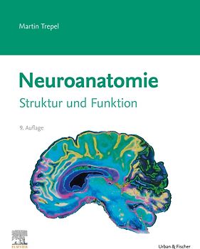 Neuroanatomie