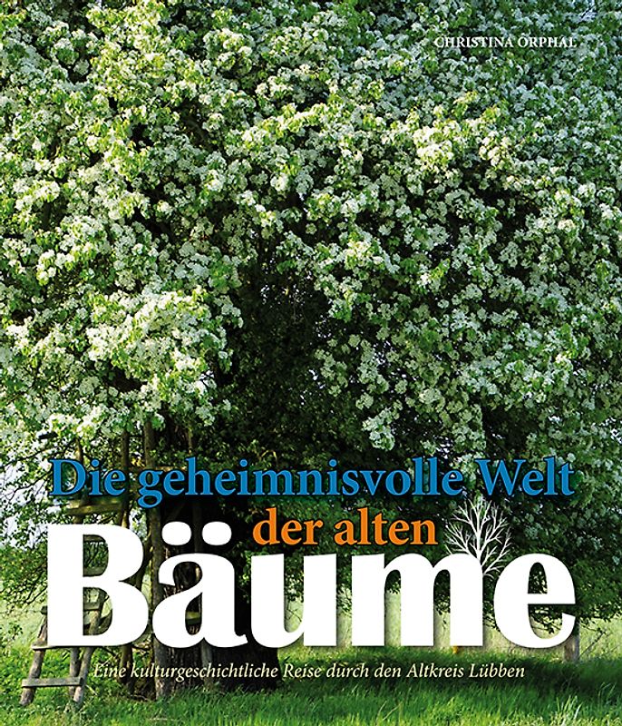 Die geheimnisvolle Welt der alten Bäume