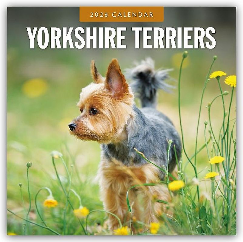 Yorkshire Terriers 2026 Square Wall Calendar