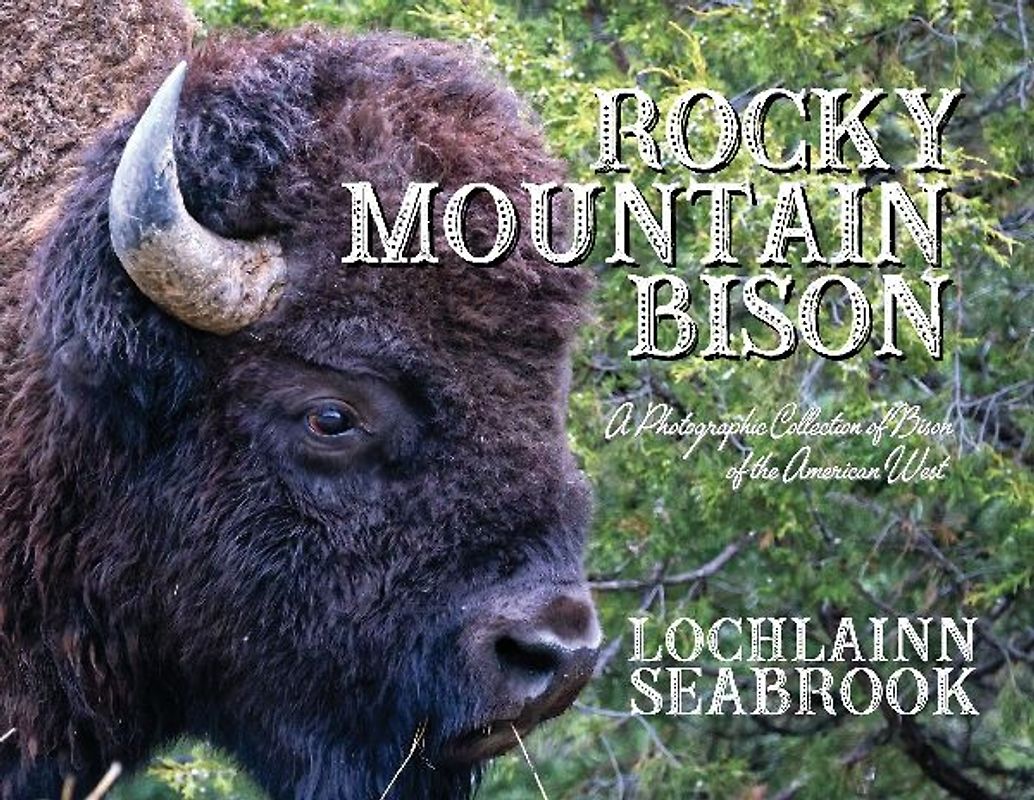 Rocky Mountain Bison