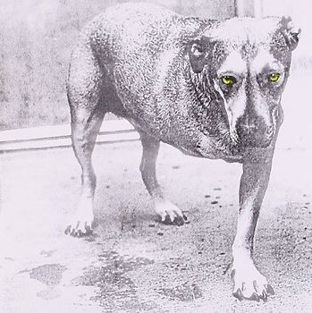 Alice in Chains - Alice in Chains