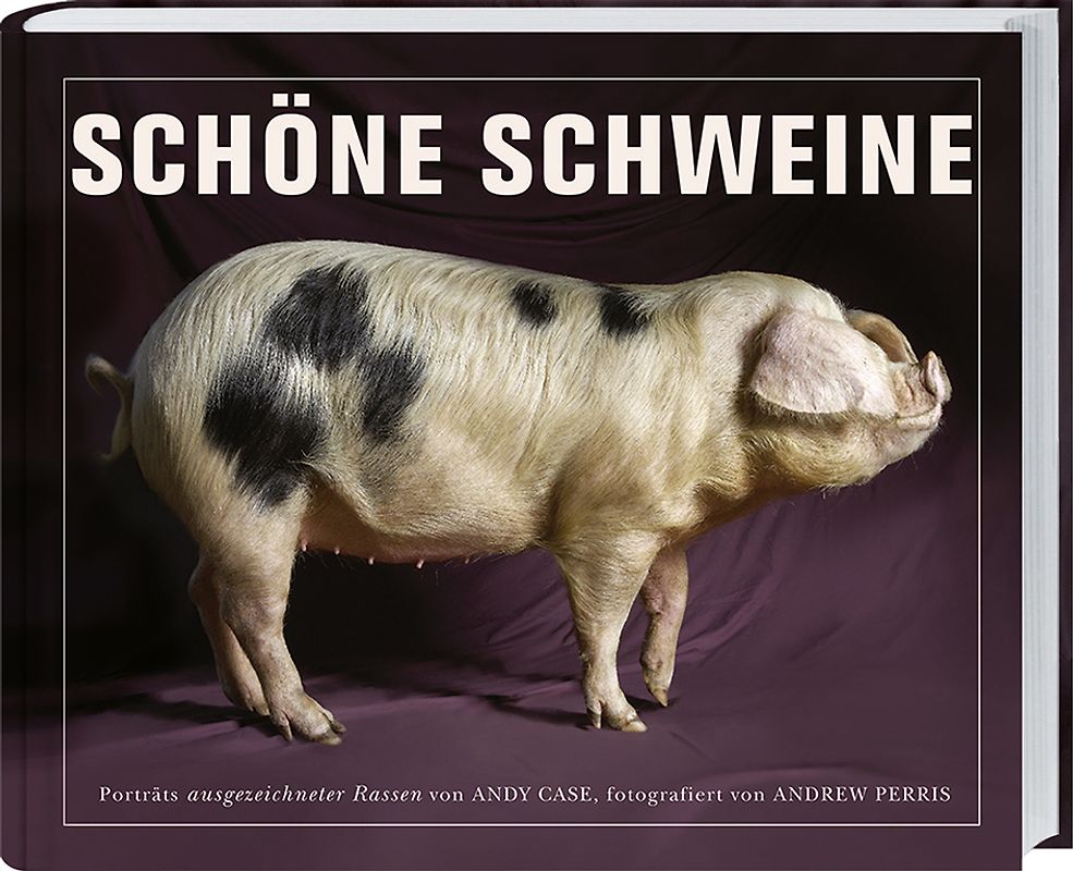 Schöne Schweine