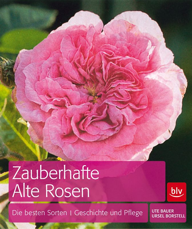 Zauberhafte Alte Rosen