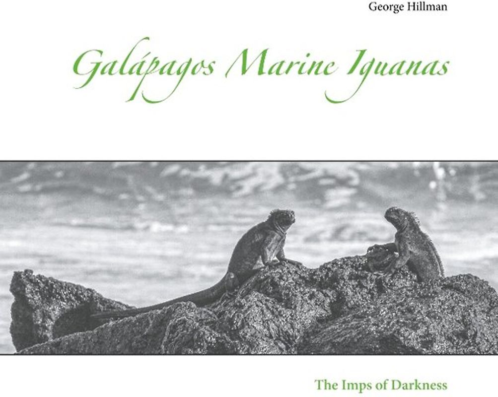 Galápagos Marine Iguanas
