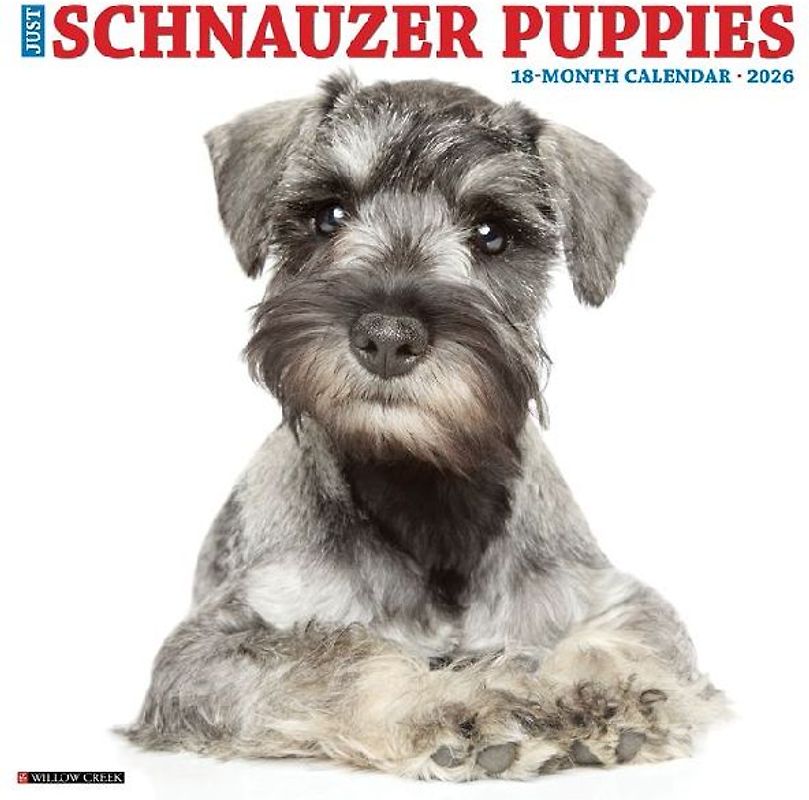 Schnauzer Puppies 2026 12 X 12 Wall Calendar