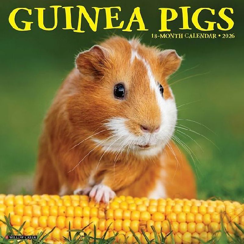 Guinea Pigs 2026 12 X 12 Wall Calendar