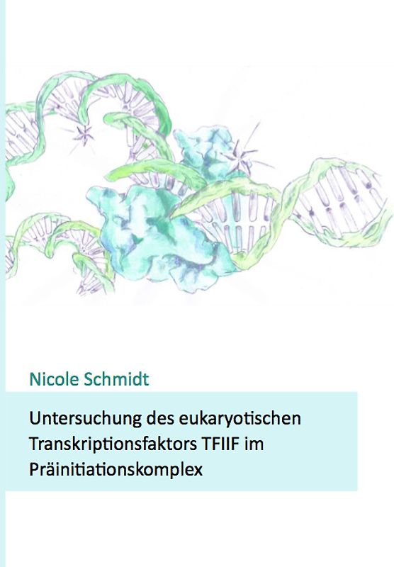 Untersuchung des eukaryotischen Transkriptionsfaktors TFIIF im Präinitiationskomplex
