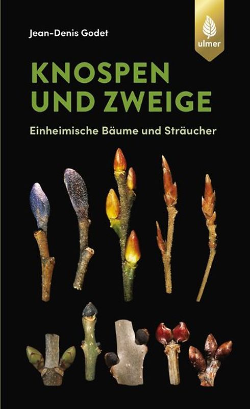 Knospen und Zweige