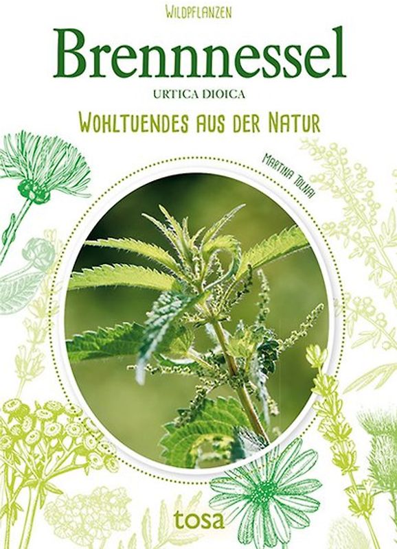 Brennnessel