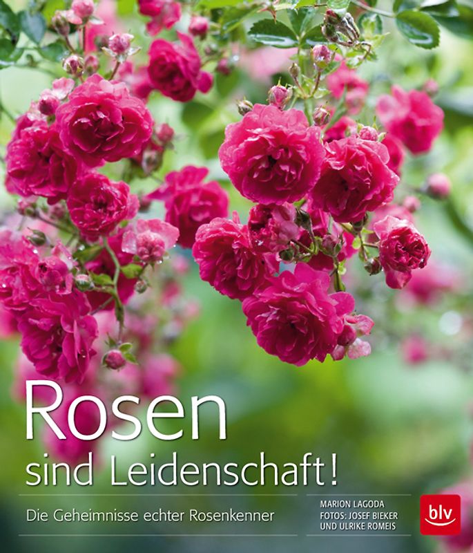 Rosen sind Leidenschaft!